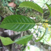 Dendrocnide sinuata (Blume) Chew